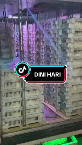 Spil bobot pertama kedatangan Doc kalian 🐣🐣🐣 #kandangayam #kandangayamclosehouse #ayambroiler #peternakmuda #konstruksi #viralvideo #tiktok #peternak #fyp #fypdong 