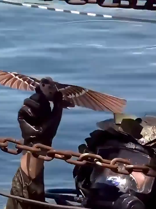 🪽Se volvió #tendencia en redes sociales el dron en forma de pájaro que utilizan las fuerzas especiales de #China para monitorear o espiar 🇨🇳 #Fyp #ParaTi #Viral #Chino  F