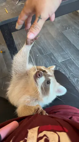 That little reeeaaach he did. 🥺The freakin sounds he makes when hes playing are hilarious 😂😂 #raccoon #raccoons #trashpanda #raccoonsoftiktok #raccoonsoftiktok🦝 #animalsoftiktok #exoticpetsoftiktok #pet #blonde #cinnamon #fyp #cute #funny #bento #bentobox #benny #mapache #play #playing #reach 