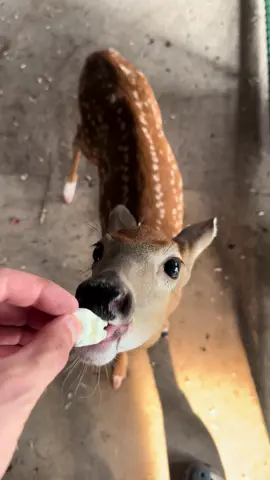 @Marshmello #deer #fyp #foryou #michigan #deeroftiktok #deerfarm #whitetail #fawn #fyppppppppppppppppppppppp 