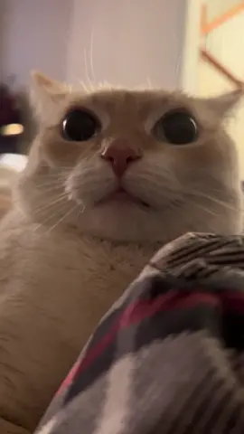 Boba eyes #fyp #catsoftiktok #toes