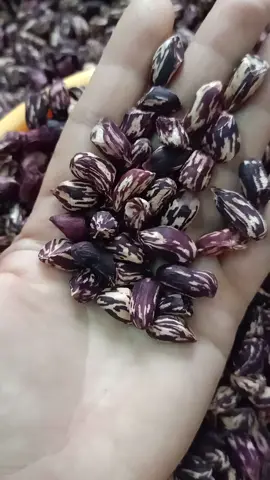 lạc hoa đen Mường Khương