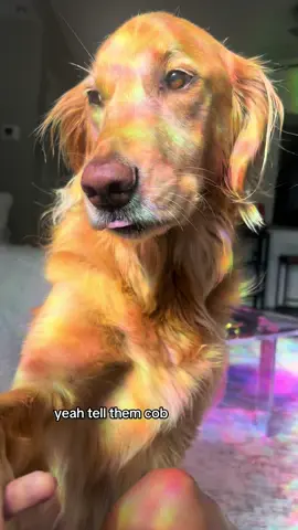 coby said he needs his mommy 😭 #golden #goldenretriever #dog #dogmom #friday #fyp #viral #esa 