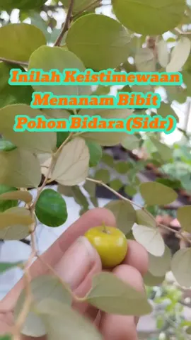 Inilah Keistimewaan Menanam Tanaman Bidara (Sidr) #bibitdaunbidara 