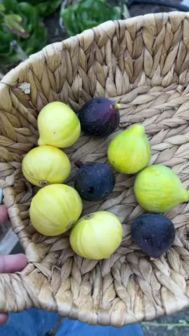 Figs are starting to ripen up 😋 #growyourownfood #figs #gardenharvest #gardening #organic 