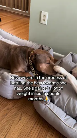It was meant to be… ❤️🐶 #foryou #eddienchooch #dogsoftiktok #doglovers #besties #paratii #rescuedog #viral #trending #xybca #foryoupage 