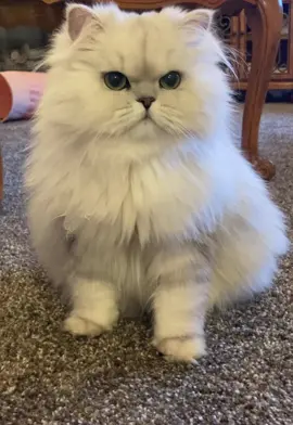 😻Hi ❤️ #cat #persiancat #cutecat #prettycat #catsoftiktok #beautifulcat #cutepet #dollfacepersian #furrycat #whitecat 