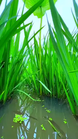 Đoản Khúc Lam Giang  ...!!!                                           #xh #nhachaymoingay #nhackhongloi #canhdepthiennhien #bolero #xuhuong #foryou #CapCut 