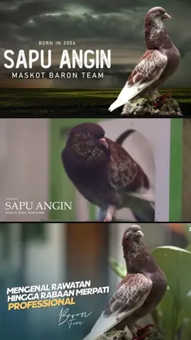 SAPU ANGIN 60 X JUARA 11 KOLONGAN #merpati #merpatikolong #merpatilovers #merpatibalapindonesia #sapuangin #baron #kohyun 