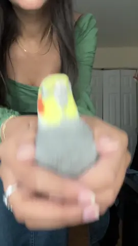 ⚠️ CAUTION!⚠️ Bouncing the bird may cause frequent dibbydooing!!!!#cockatiel #parrot #bird #yumyumthetiel 