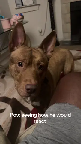 😂😂😂 nosiest dog ever  #dogsreaction #dogsreact #dogsoftiktok #fypシ゚viral #foryoupage #foryou 