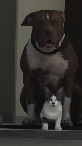 #gatos #pitbulls 