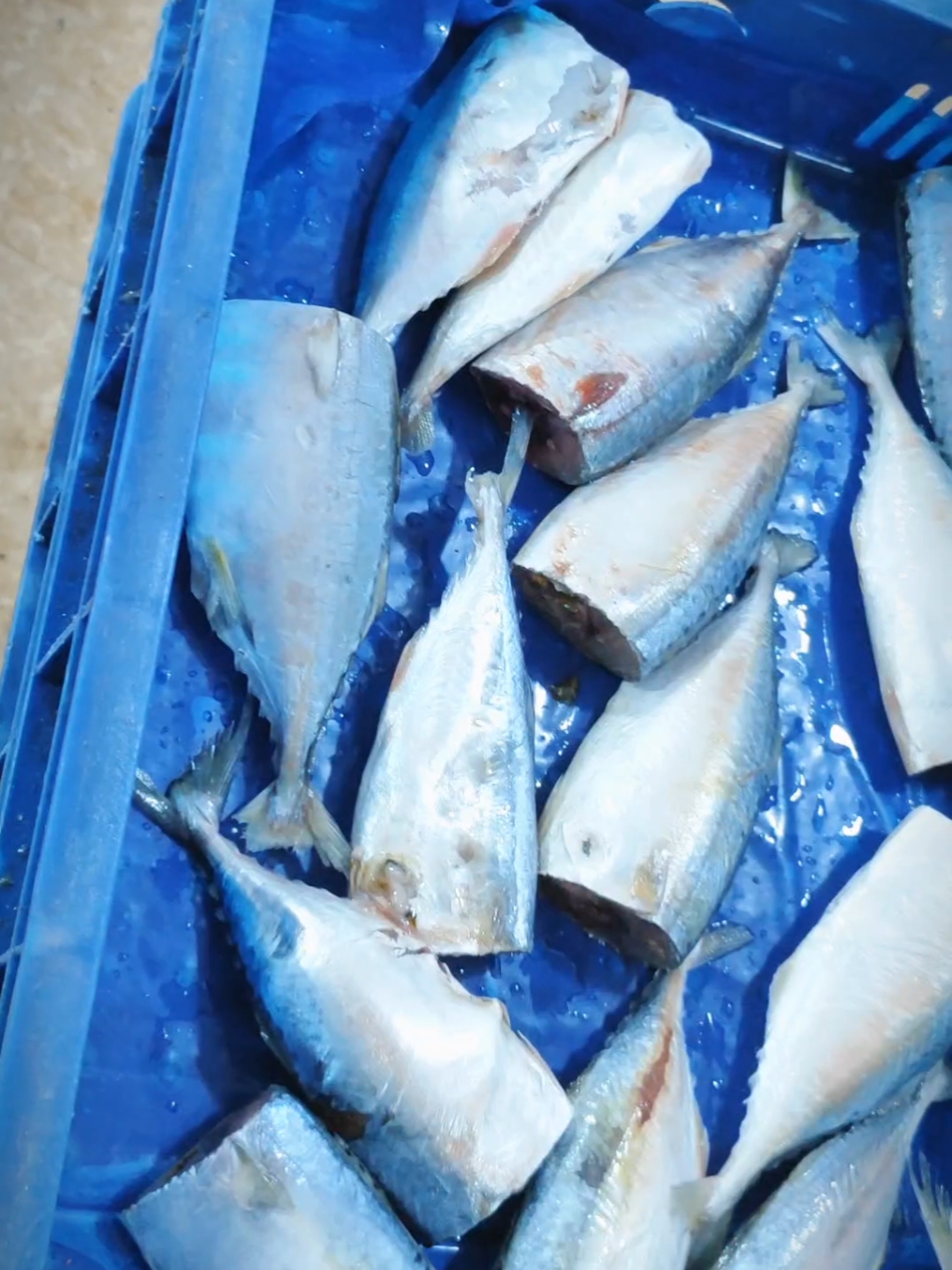 INDIAN MACKEREL FISH #8806 #fypシ #fyp #viral_video #viralvideo #کراچی_والے #foryoupage #viral #viraltiktok #fishlover #indianmeckeral #BHANGRAFISH #بانگڑا_مچھلی #karachifishharbour #karachifishmarket #headless 