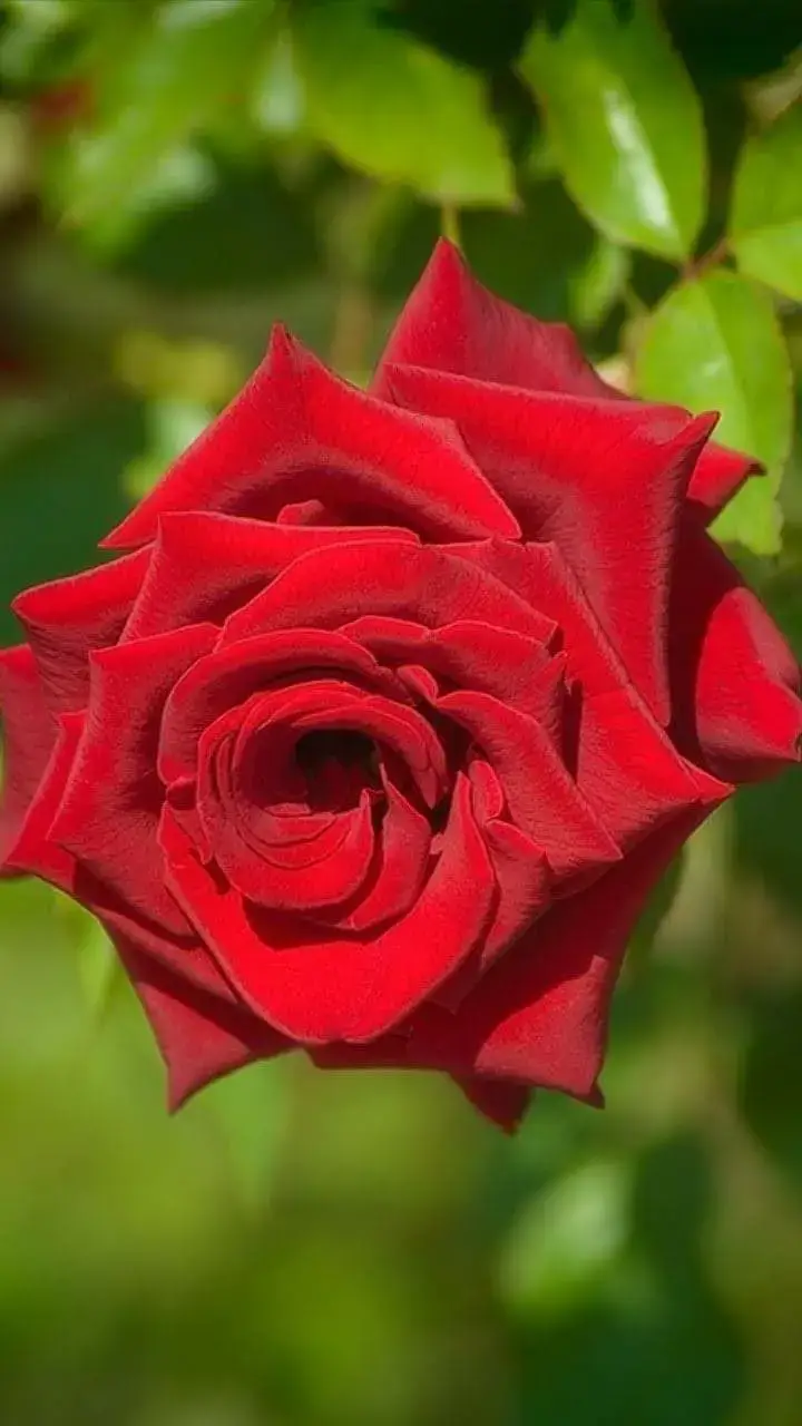 الوداع راح واقف الحساب تشرفت فيكون  ربي يحفظكون ويبعد عنكون الهم والحزين يارب  سلام 