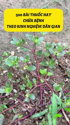 500 BÀI THUỐC HAY CHỮA BỆNH THEO KINH NGHIỆM DÂN GIAN#caythuocvuonnha #caythuochaybaithuocquy #suckhoe #dongy 