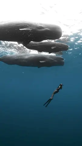 Mauritius 🇲🇺 It is simply impossible to convey the emotions that you experience while being in the open ocean surrounded by a pod of whales. The most common species of whale in Mauritius is sperm whales. Swimming with them is absolutely safe.#mer #ilemaurice🇲🇺 #magic #Beautiful 