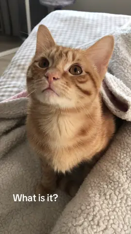 Conversations with Koda 🥺🧡 (Who sadly never got to eat the bug because he fell asleep instead).  #catsoftiktok #catlover #gingercat #kitten 