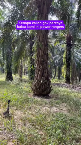 Sekedar Hiburan Kawan, agar otak tidak tegang😆 #sawit #kelapasawit #hiburan 