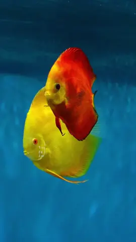 Beautiful discus fish aquarium. #splashofcolor #beautifulfish #discustank #photography #stunning #discus #aquariums #nature #amazon #beautiful #fish #discusfish