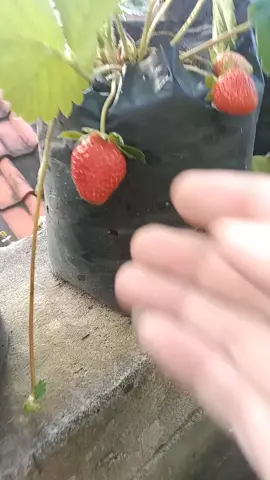 segernya simerah
