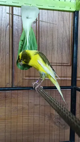 F2YS😀harga bersahabat pastinya#festivalkenarinusantara #kenariyorkshire #kenarimaniaindonesia #sangkarkenari #kenarijawatimur #kenariprospek #kicaumaniaindonesia 