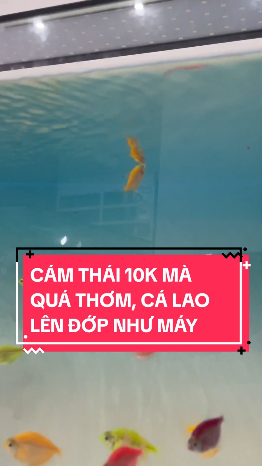 Cám Thái đạm cao, thức ăn chuyên cho cá thủy sinh #aquasetup #fishfood #cámthái #aquariumfish #thủysinh 