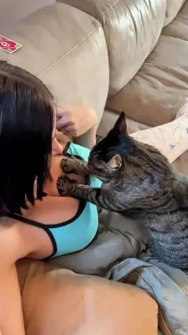 Part 114| Funny cat #cat #cats #animals #funnycats #funnyvideo #funnyvideos #pet #pets #fypシ #fyp #funny #PetsOfTikTok
