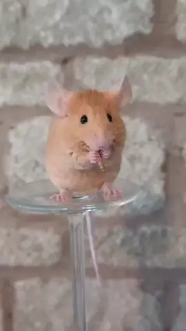 I feel the same way about food, Tato  #miceoftiktok #cotswoldstonemousery #fancymouse #fancymousebreeder #mouse #mouselove #animalsoftiktok