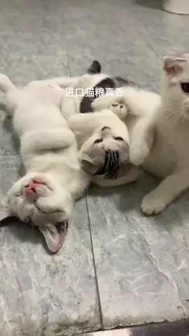 The sleeping cat was kissed again.#cat #cutecat #cute #funnycat #cuteanimals #catsoftiktok 