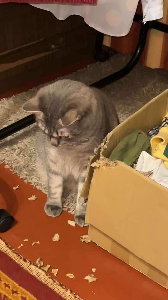 #kitty #кітукраїнець #рекомендації 