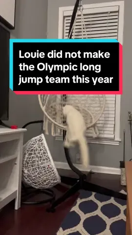 Louie and I will be up bright and early Tuesday morning to cheer on @USATF #longjump #catsoftiktok 