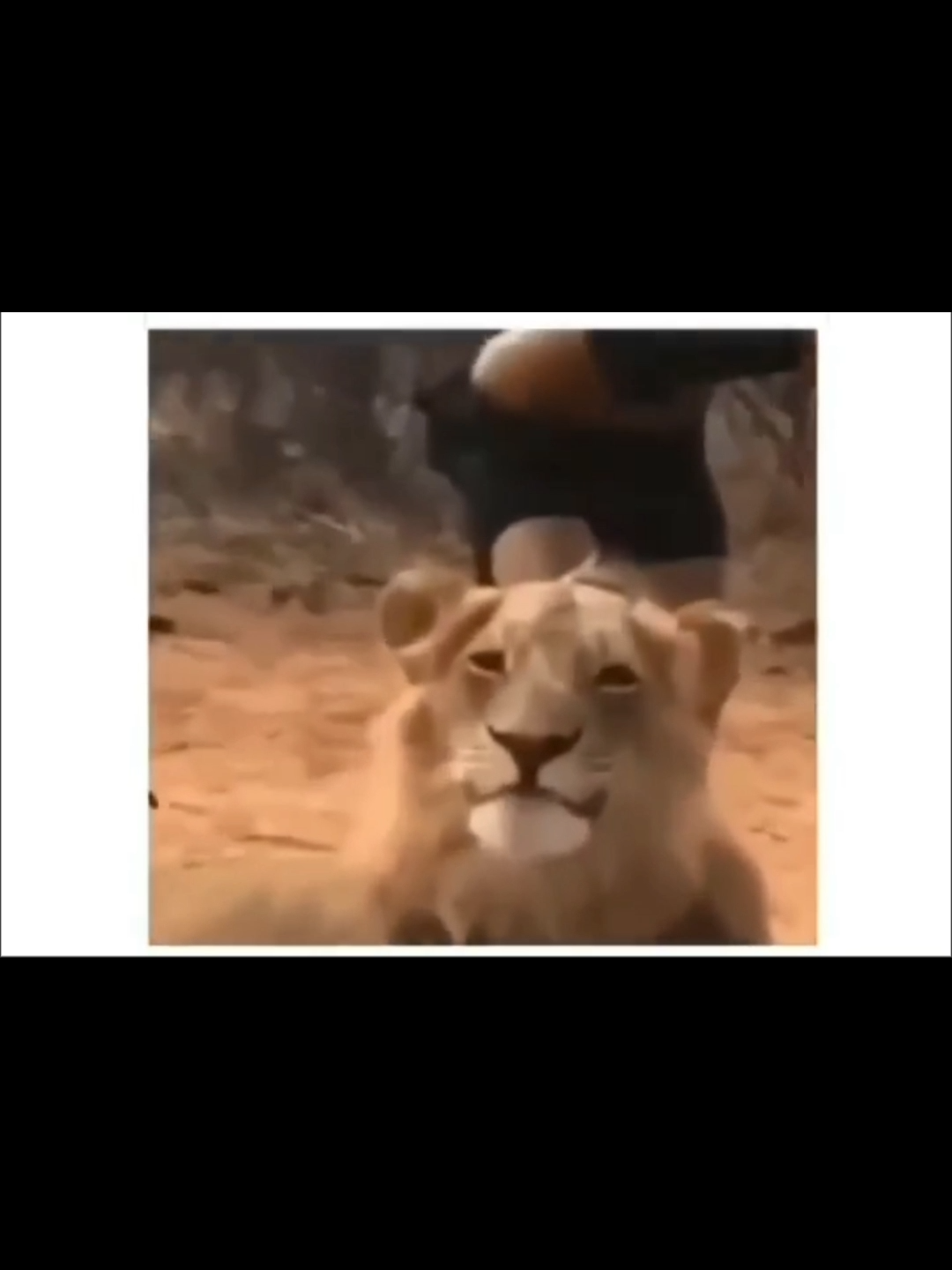 #lion#smiles#joke#funny#animals