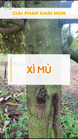 Giải pháp phòng trừ xì mủ #Saurieng #Durian #Thuocbvtv #Donghanhcungbacon #Kythuatsaurieng #phanbonla #Phanbon #cayantrai