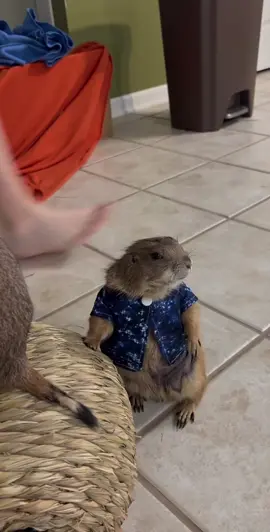 With clothes  #prairie #prairiedog #PetsOfTikTok #soft #animalsreact 
