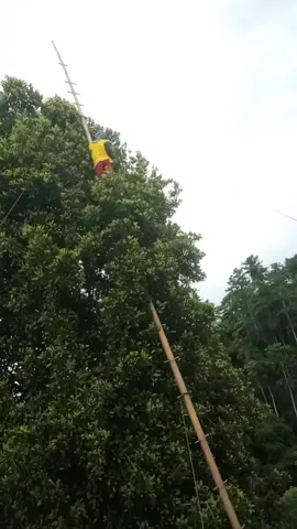 panen cengkeh pohon tinggi#sulawesitengah