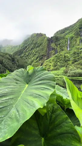 That feeling when you step into a real-life Jurassic Park 🌿🦕  📍Cascata da Ribeira do Ferreiro on Flores Island, Azores, is a true natural wonder. Hidden in lush greenery, these stunning waterfalls are something everyone should see at least once in their lifetime.  #FloresIsland #Azores #JurassicPark #VisitAzores #TravelGoals2024 #Waterfalls #HiddenGems #Flores #TravelPortugal #WaterfallHike #ScenicViews #DiscoverAzores #ExploreAzores #BucketListTravel #IslandParadise 