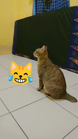 suara kucing betina memanggil jantan😹#catlover 