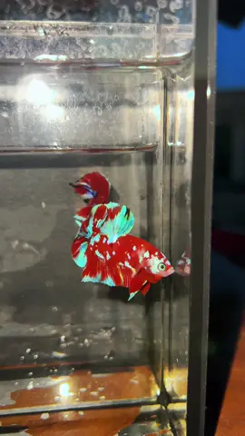 Thành quả của đam mê #koiredglx 