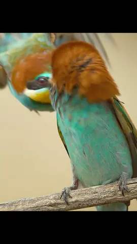 #amazinganimalsworld #wildlife #tiktok #recommendedforyou 