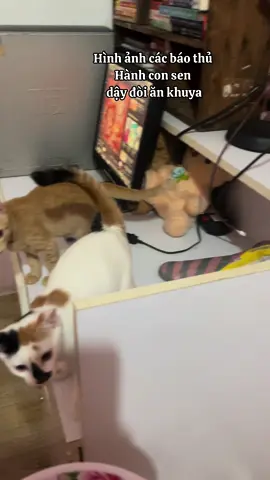 Buổi tối lỡ cho ăn ít nên các báo thủ hội đồng con sen dậy luộc ức gà cho ăn #camtomo #nuoimeo #meocam #gaulylom #haiconbaocam 