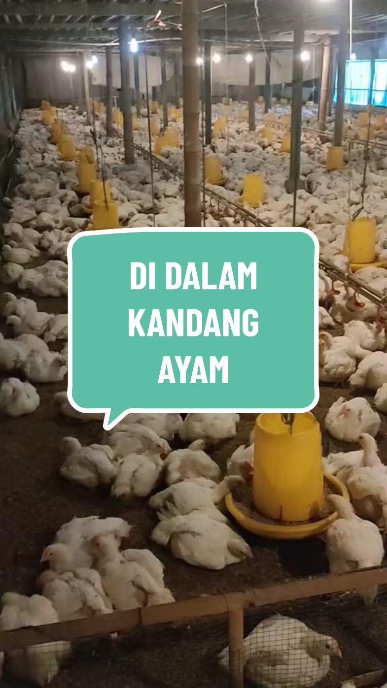 di dalam kandang ayam #polosanvideo  #mentahanvideo  #bahanswmu  #kandangayam 