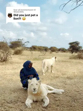 Svarer @1Dstan4life #tanzania #solotravel #kilimanjaro #lionking #servalwildlife #safari #fyp #fypage 