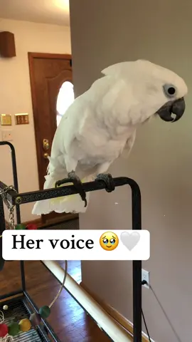 Shes such a good talker 🥰🤍                 #birb #umbrellacockatoo #animalsoftiktok #parrot #sillybird #porsche #porsche911 #cuteanimals #BestFriends #dinosaur #cockatoolove #birdlover #chicken #foryoupage #PetsOfTikTok #companion #fypシ゚viral #talkingbird #talkingparrot 