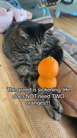 This is the greed we are up against in this country. Buy my MERCH (samples to promote it coming to me soon,) to END this senseless greeed!!!!! (Catmold is not a nonprofit) #o #catsoftiktok #mold #specimens #specimenthursdays #moldtok #fypシ #fyppppp #catslove #catlovers #catlove #cattok #catmold #catlover #containment #cats #wednesday #thursday #friday #saturday #sunday #monday #tuesday