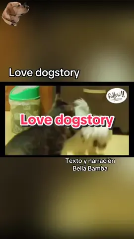 Love dogstory #historiasdeanimales #bellabamba #historiasdeperros #catlover #gato Imagen Kritter Klub 