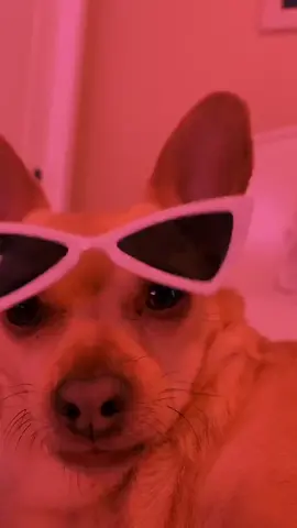 Pop off 😤😤😤 #dog 