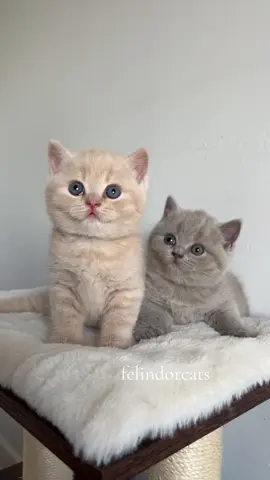🧸🧸😻 #kitten #kittensoftiktok #cutecat #cutekitten #catlover #explor #cutevideo #sweet #cutnessoverloaded 
