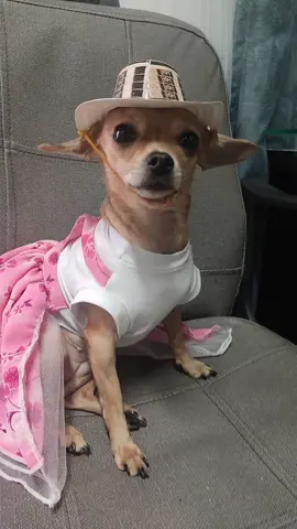 Lulú 🐶💞 💐 #feriadeflores #medellin #pincherlove #dog #dogsoftiktok #perritos #mascotas #perrostiktokers #viralvideo #tiktok #paratiiiiiiiiiiiiiiiiiiiiiiiiiiiiiii #parati #viral #feriadelasflores 