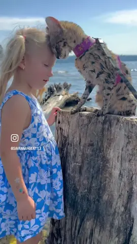 It’s bigger than any words. Just gonna leave it here so we can all enjoy ☮️  * * #peace #wekeend #foryou #WeekendVibes #catsofinstagram #catlover #savannahcat 