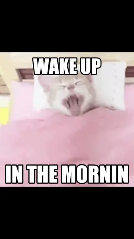 WAKE UP IN THE MORNING FEELIN LIKE P DIDDY 🗣️🗣️ #catlandcentral #catcore #catlover #kesha #catedit 